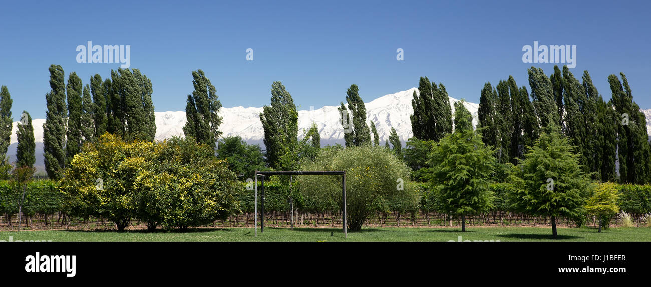 Andes & Vigna Lujan de Cuyo, Mendoza, Argentina Foto Stock