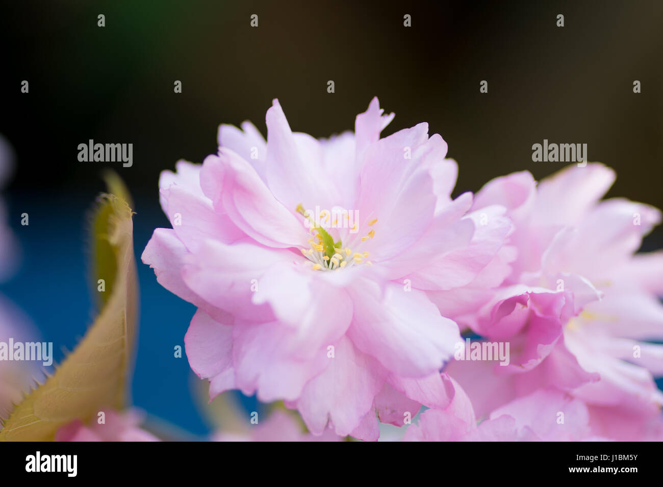 Rosa fiori di ciliegio Centre focus blur sullo sfondo Foto Stock