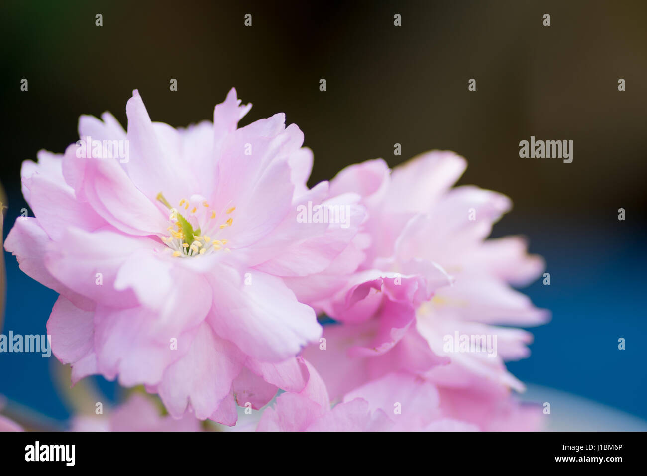 Rosa fiori di ciliegio Centre focus blur sullo sfondo Foto Stock