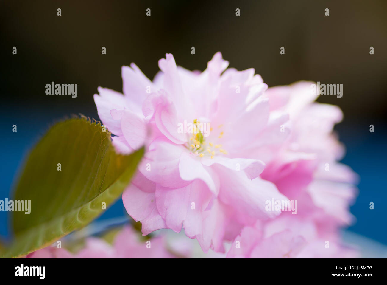 Rosa fiori di ciliegio Centre focus blur sullo sfondo Foto Stock