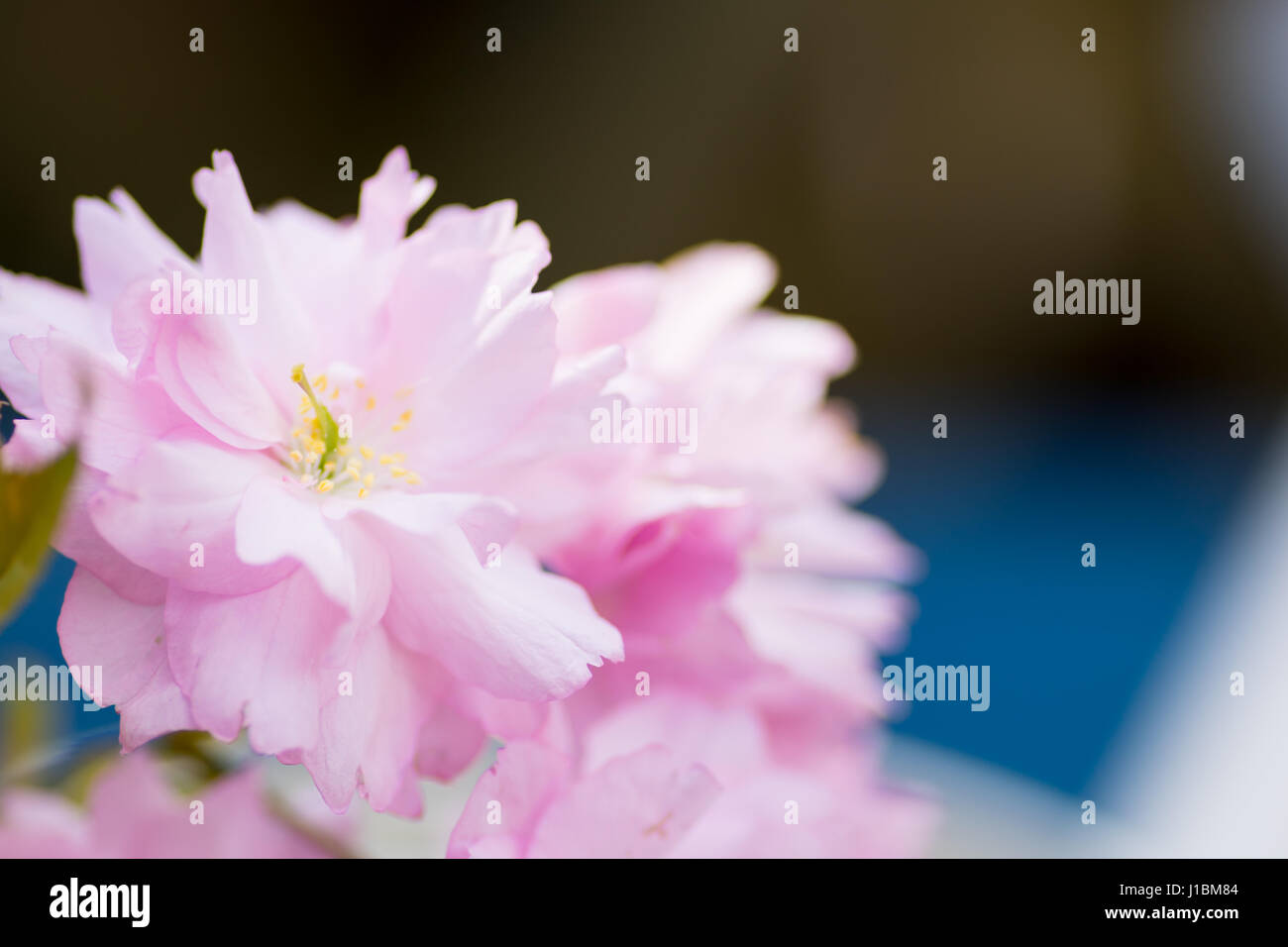Rosa fiori di ciliegio Centre focus blur sullo sfondo Foto Stock