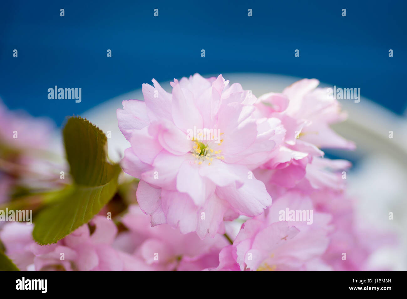 Rosa fiori di ciliegio Centre focus blur sullo sfondo Foto Stock