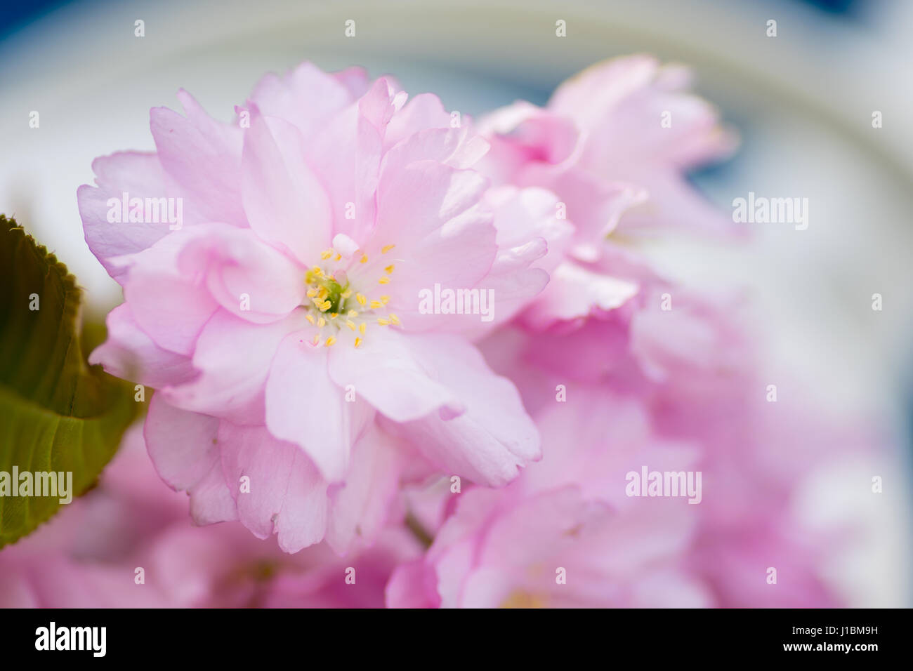Rosa fiori di ciliegio Centre focus blur sullo sfondo Foto Stock