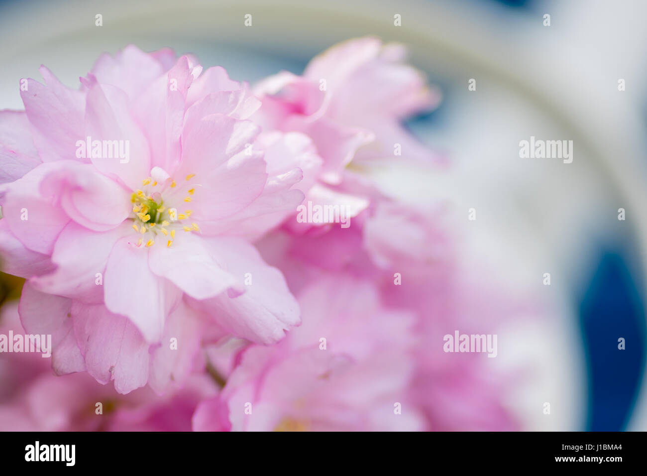 Rosa fiori di ciliegio Centre focus blur sullo sfondo Foto Stock
