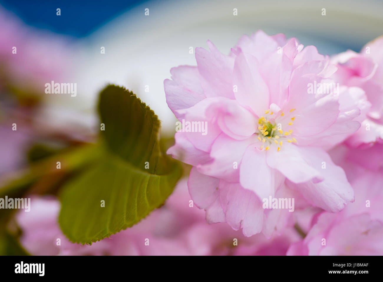 Rosa fiori di ciliegio Centre focus blur sullo sfondo Foto Stock