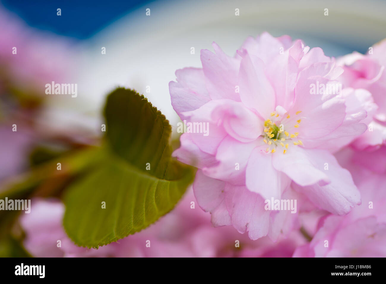 Rosa fiori di ciliegio Centre focus blur sullo sfondo Foto Stock