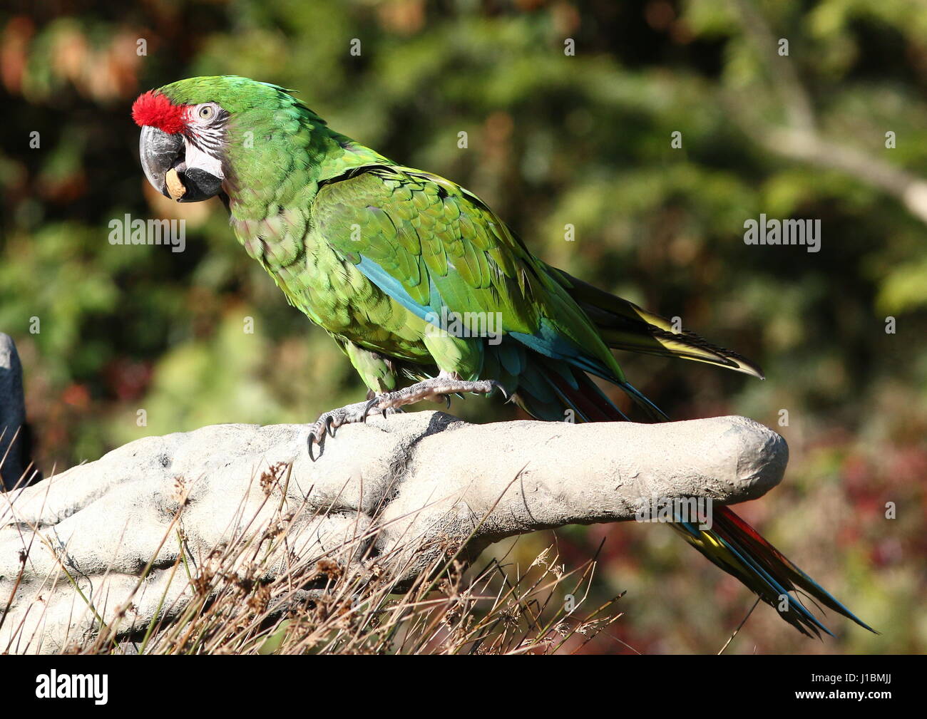 Macaw militare (Ara militaris), che si trova in un intervallo da l'Amazzonia brasiliana per il Messico. Foto Stock