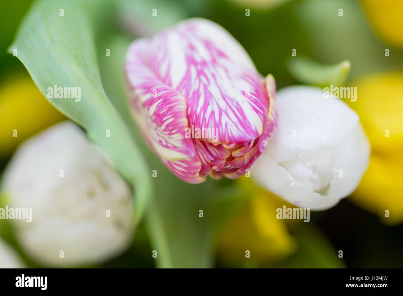 Giunchiglie Centre focus macro, blur sullo sfondo al di fuori Foto Stock