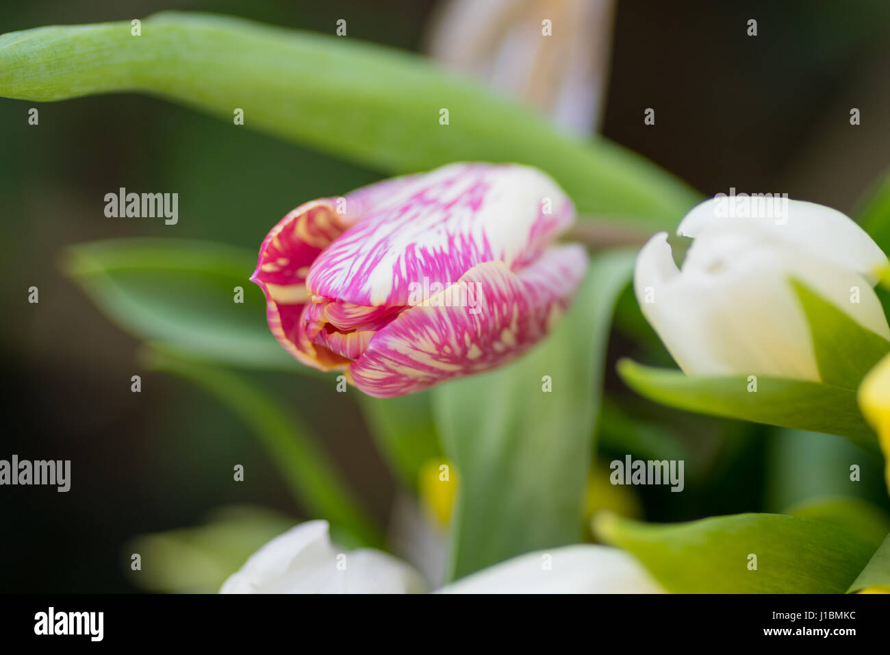 Giunchiglie Centre focus macro, blur sullo sfondo al di fuori Foto Stock