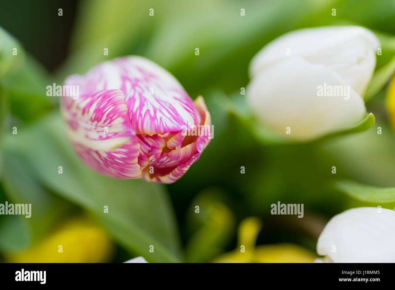 Giunchiglie Centre focus macro, blur sullo sfondo al di fuori Foto Stock