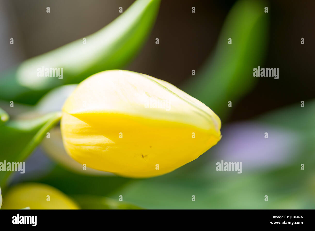 Giunchiglie Centre focus macro, blur sullo sfondo al di fuori Foto Stock