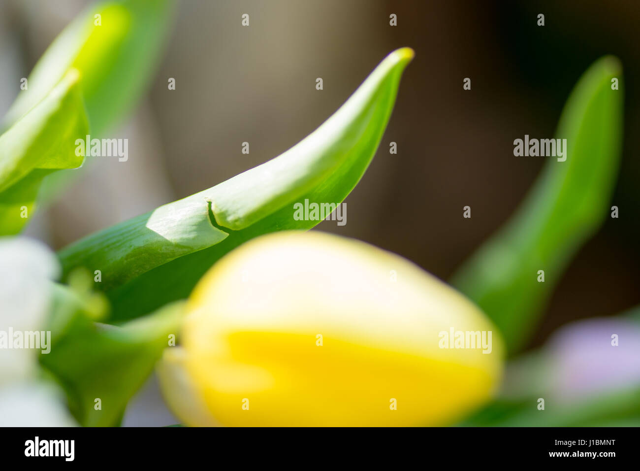 Giunchiglie Centre focus macro, blur sullo sfondo al di fuori Foto Stock