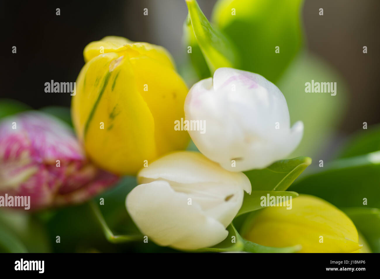 Giunchiglie Centre focus macro, blur sullo sfondo al di fuori Foto Stock