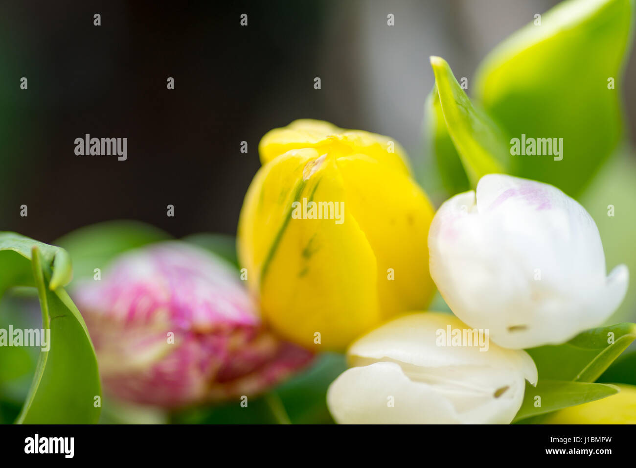 Giunchiglie Centre focus macro, blur sullo sfondo al di fuori Foto Stock