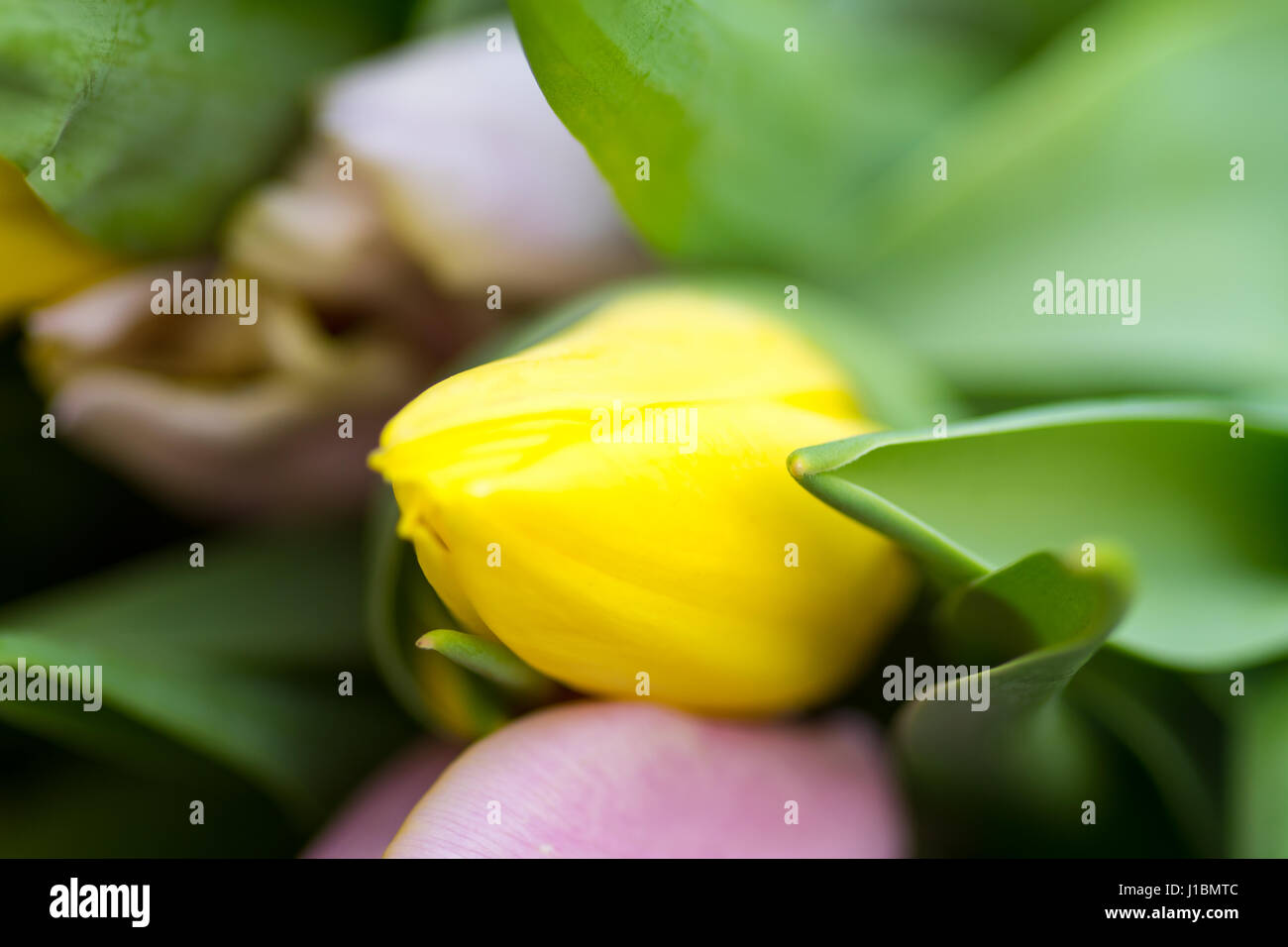 Giunchiglie Centre focus macro, blur sullo sfondo al di fuori Foto Stock