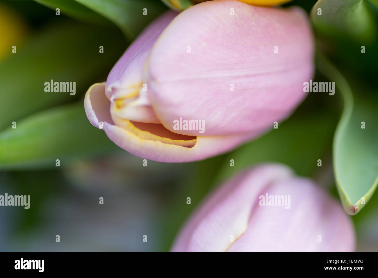 Giunchiglie Centre focus macro, blur sullo sfondo al di fuori Foto Stock