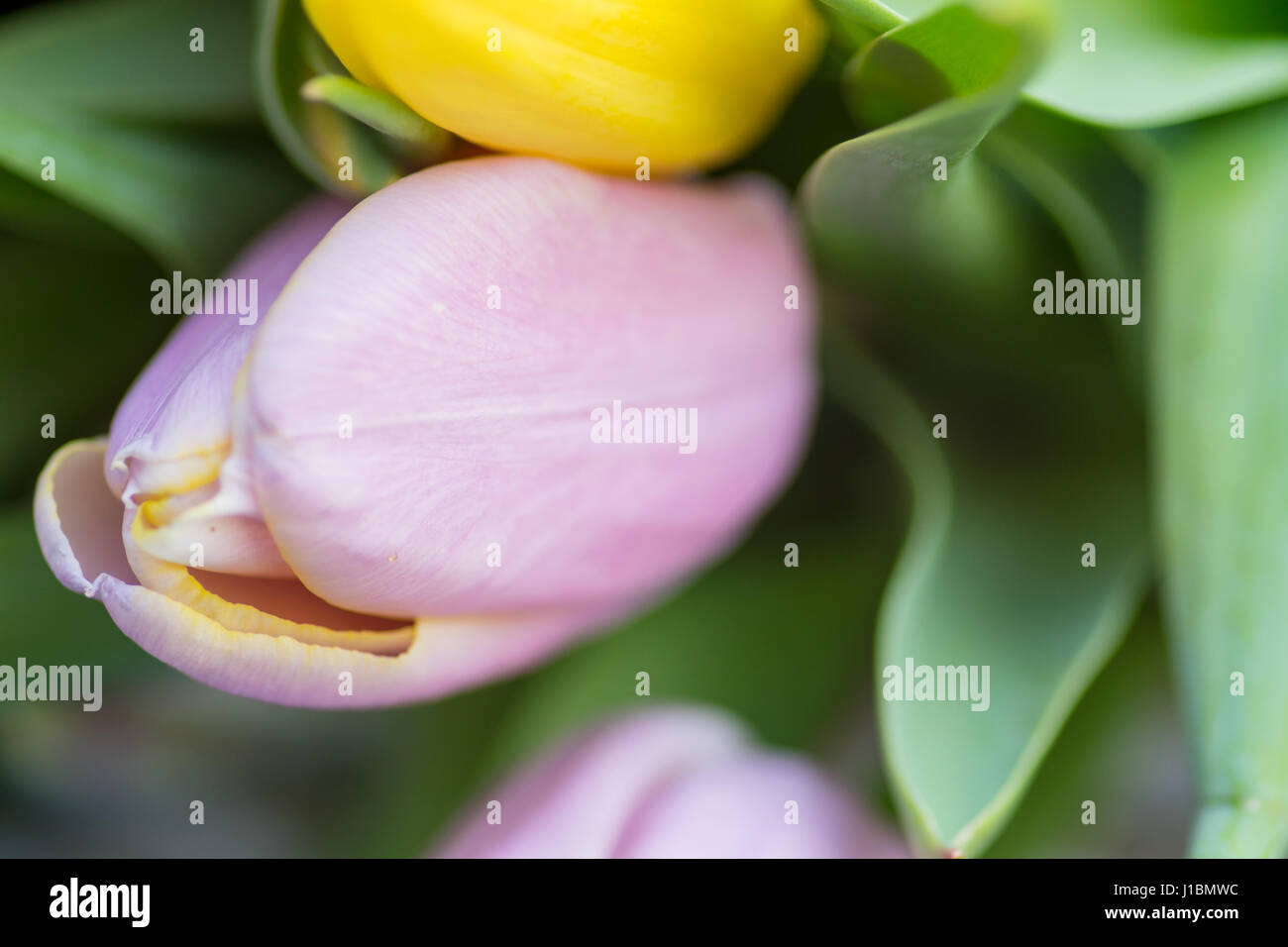 Giunchiglie Centre focus macro, blur sullo sfondo al di fuori Foto Stock