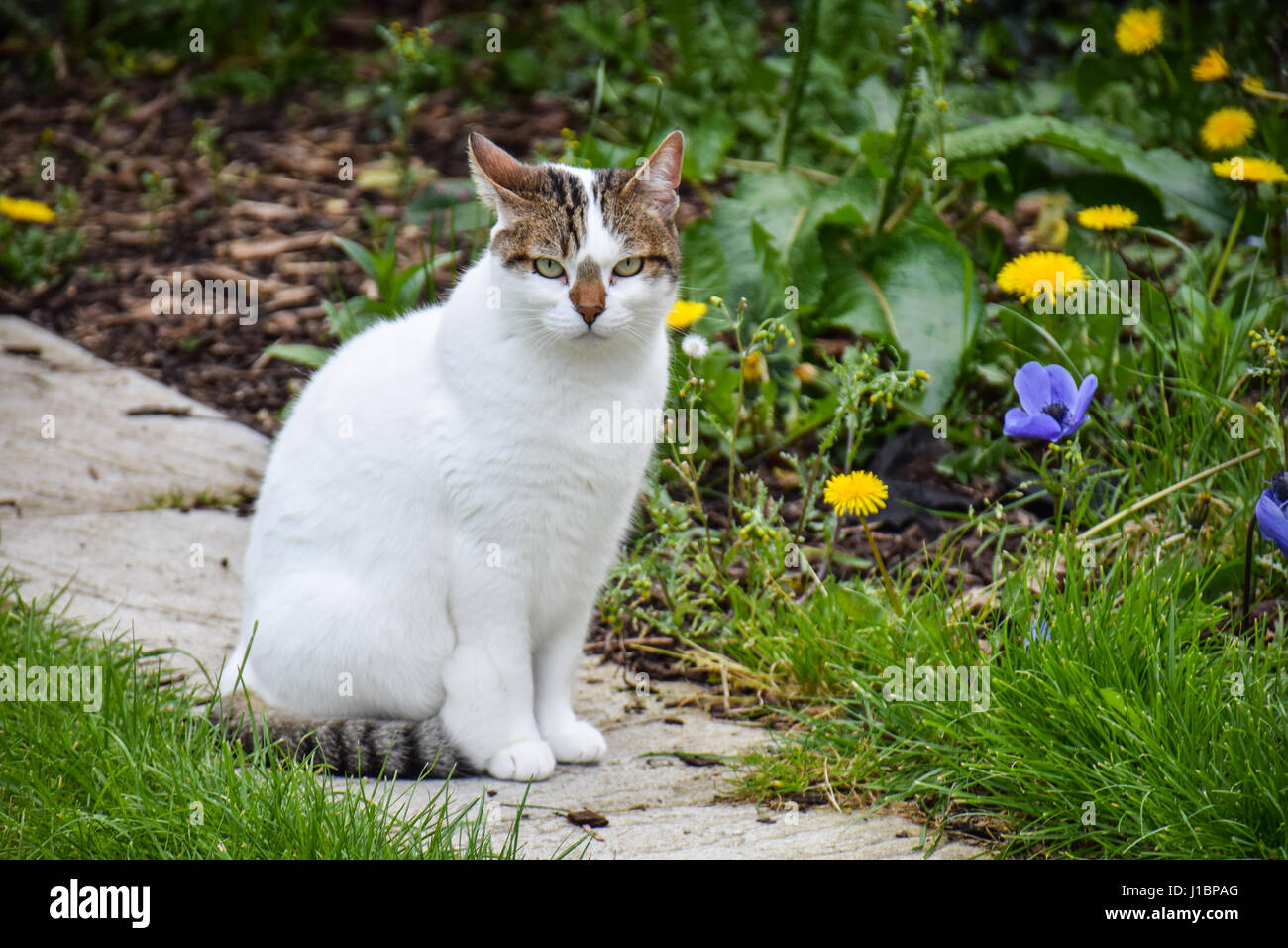 Gatto in giardino Foto Stock
