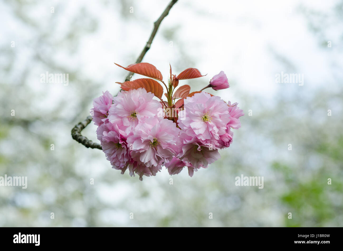 Fiore di primavera su albero Foto Stock