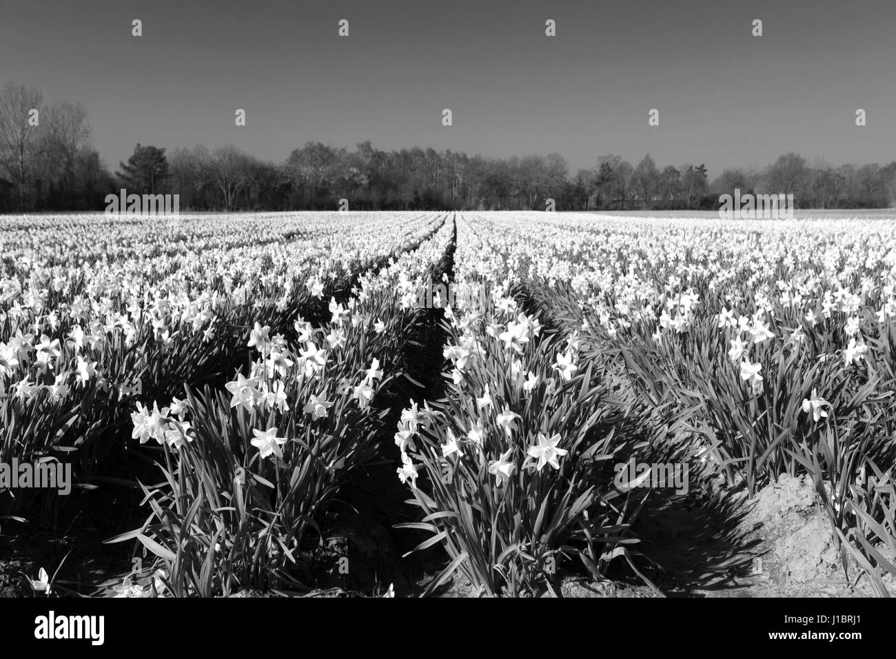 I campi della molla daffodil fiori, fenland campo vicino spalding town, lincolnshire; Inghilterra; Regno Unito Foto Stock