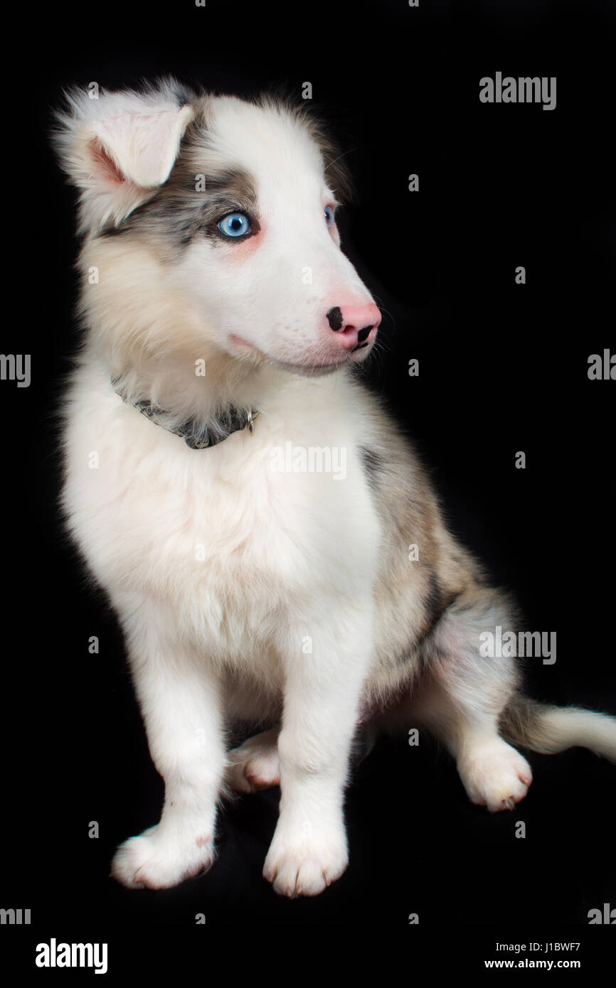 Un bel blu merle Border Collie in studio Foto Stock