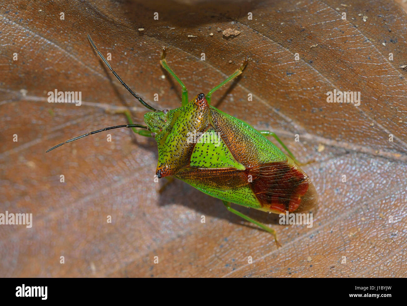 Biancospino Shieldbug - Acanthosoma haemorrhoidale adulto su foglia di faggio cucciolata Foto Stock