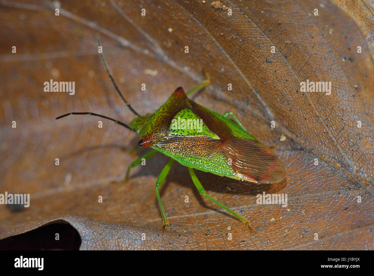 Biancospino Shieldbug - Acanthosoma haemorrhoidale adulto su foglia di faggio cucciolata Foto Stock