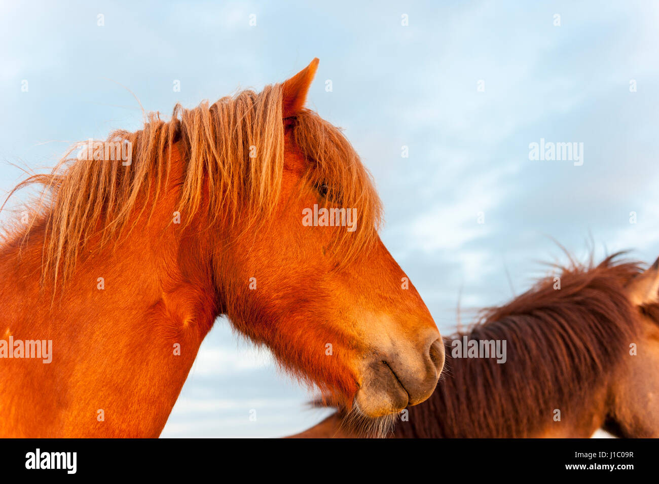 Headshot, close-up di un marrone cavallo islandese, Equus ferus caballus, guardando la telecamera, Islanda. Foto Stock