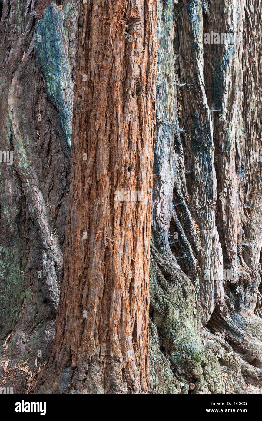 Sequoia gigante, coast redwood, costiere redwood, California redwood, Sequoia sempervirens, giovane albero, albero maturo, Big Basin Redwoods State Park, CA. Foto Stock