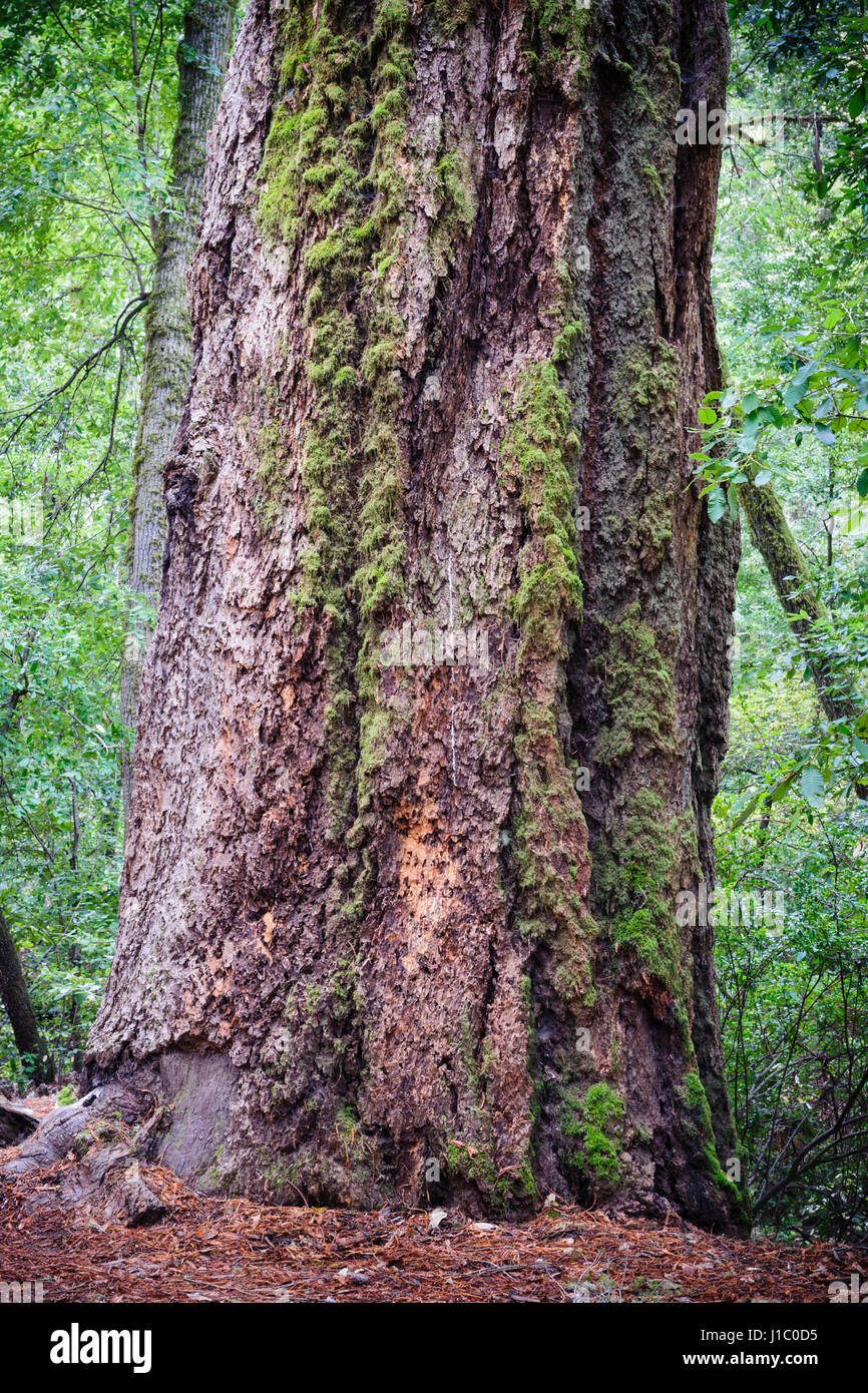 Sequoia gigante, coast redwood, costiere redwood, California redwood, Sequoia sempervirens, matura tronco di albero, Big Basin Redwoods State Park, California, Foto Stock