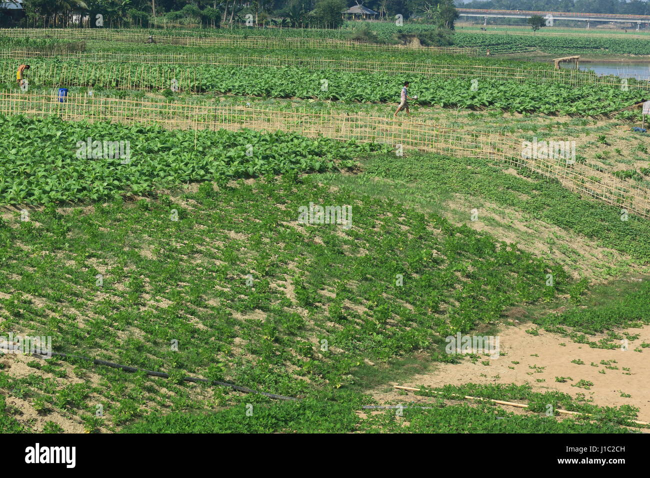 La piantagione di tabacco su un ampio tratto di terra lungo il fiume Maini in Khagrachharhi Dighinala del. Foto Stock