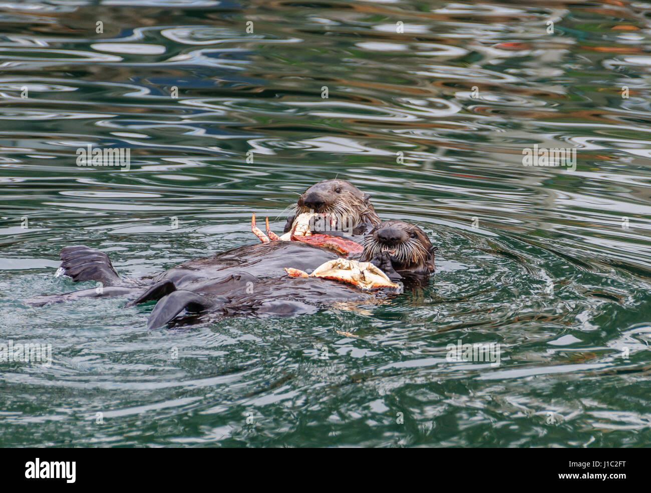 Una coppia di le lontre marine galleggiante sul loro dorso a Morro Bay mentre mangia polpa di granchio, i granchi in appoggio sul petto o tummies. Foto Stock