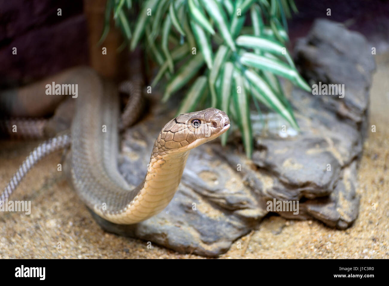 King Cobra Foto Stock