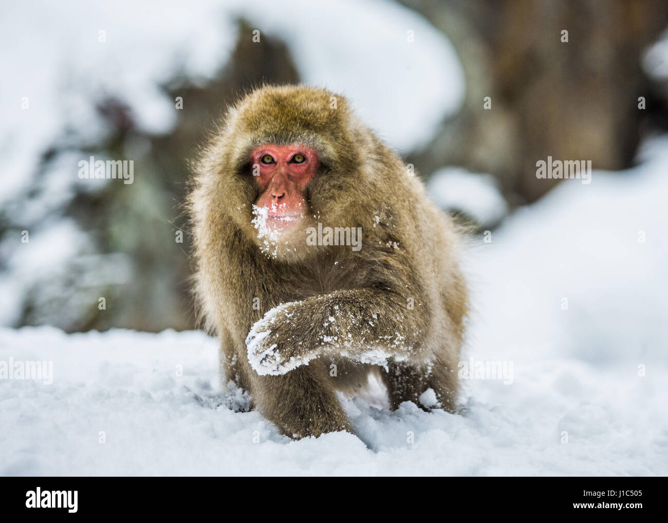 Macaco giapponese seduto nella neve. Giappone. Nagano. Jigokudani Monkey Park. Foto Stock