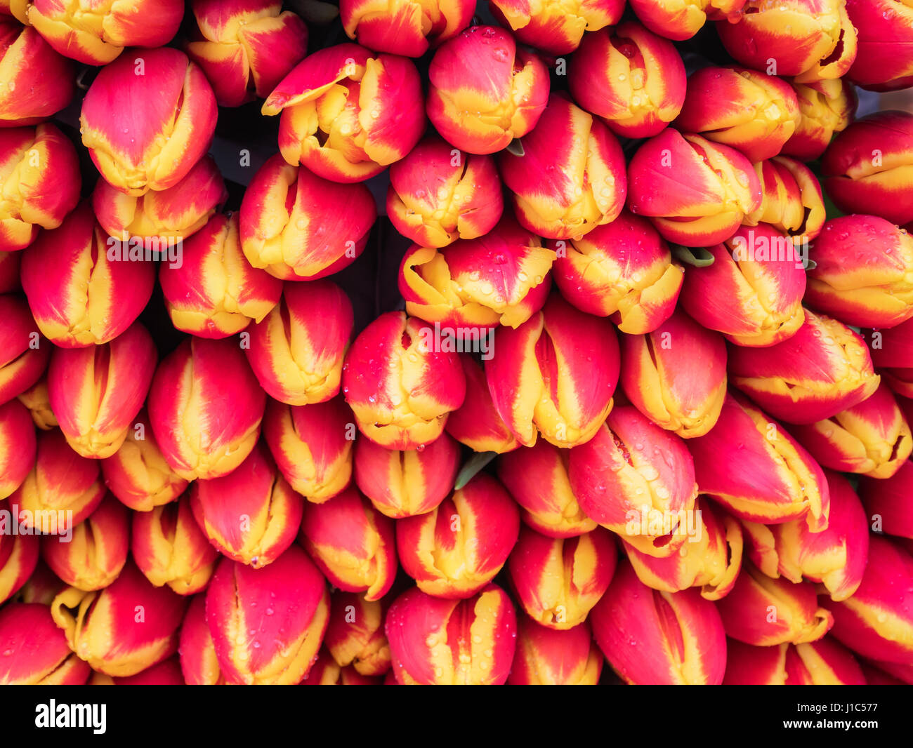 Grande mazzo di rosso e tulipani gialli close-up Foto Stock