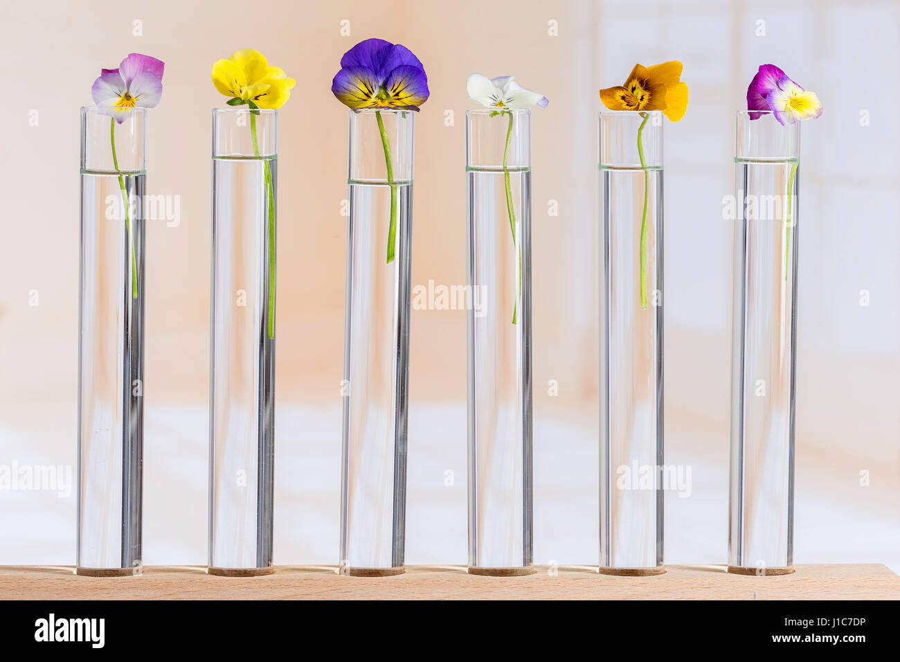 Nizza pansies,olio essenziale in provette in vetro Foto Stock