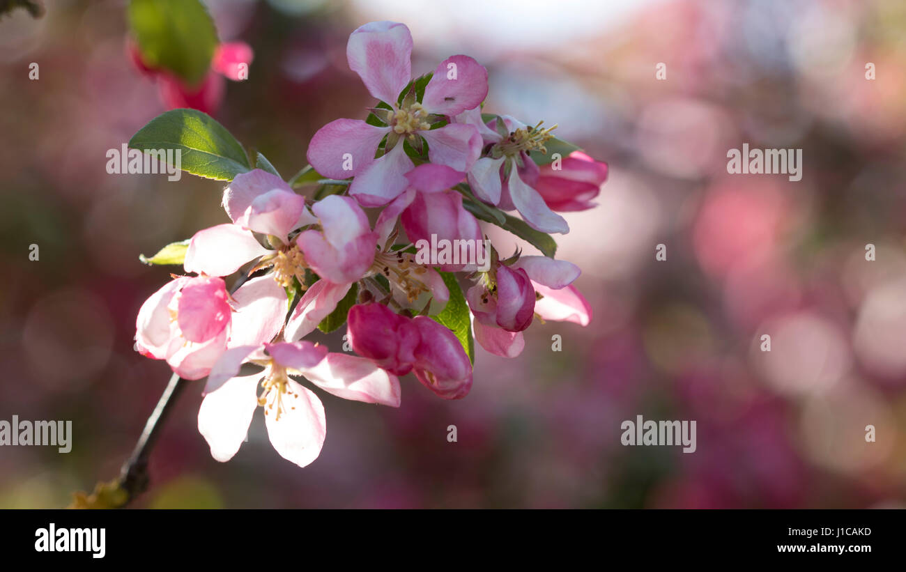 La luce del sole attraverso crabapple Foto Stock