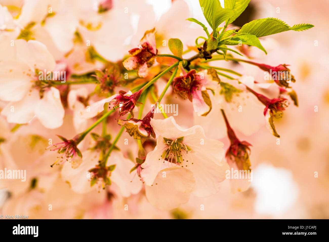 il ciliegio della collina giapponese del nord (Prunus sargentii) fiorisce in primavera Foto Stock