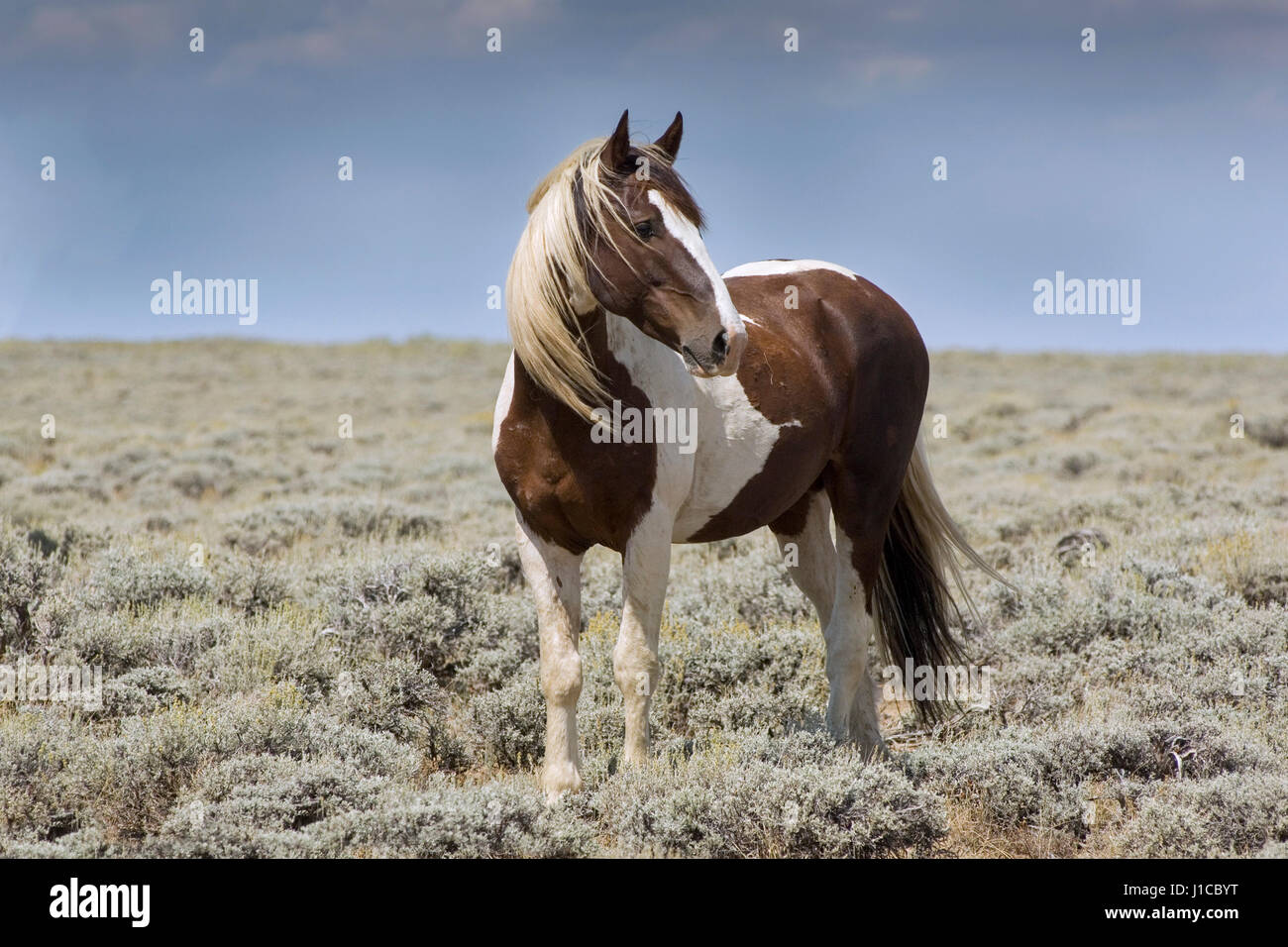 Mustang (Equus caballus ferus), stallone, pezzati in piedi nella Prairie, Wyoming USA Foto Stock