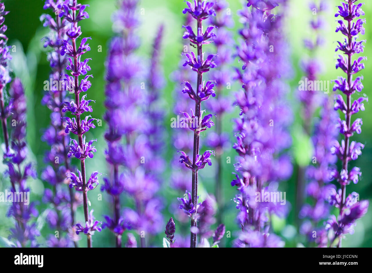 La lavanda di campo dei fiori freschi viola millefiori aromatico, sfondo naturale, macro con soft focus Foto Stock