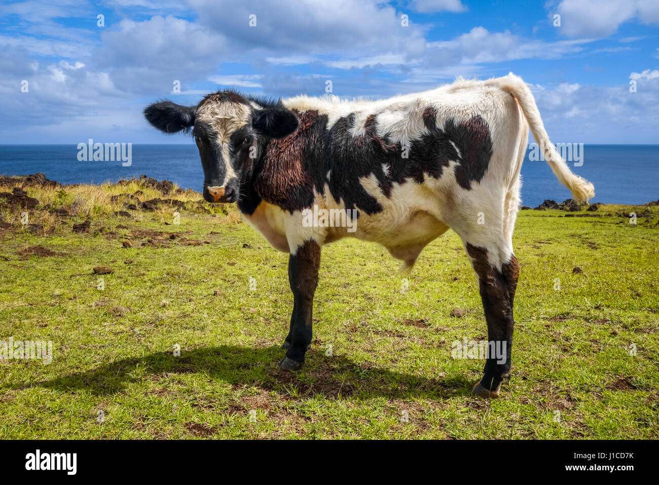 Il vitello sull'isola di pasqua scogliere, oceano pacifico, Cile Foto Stock