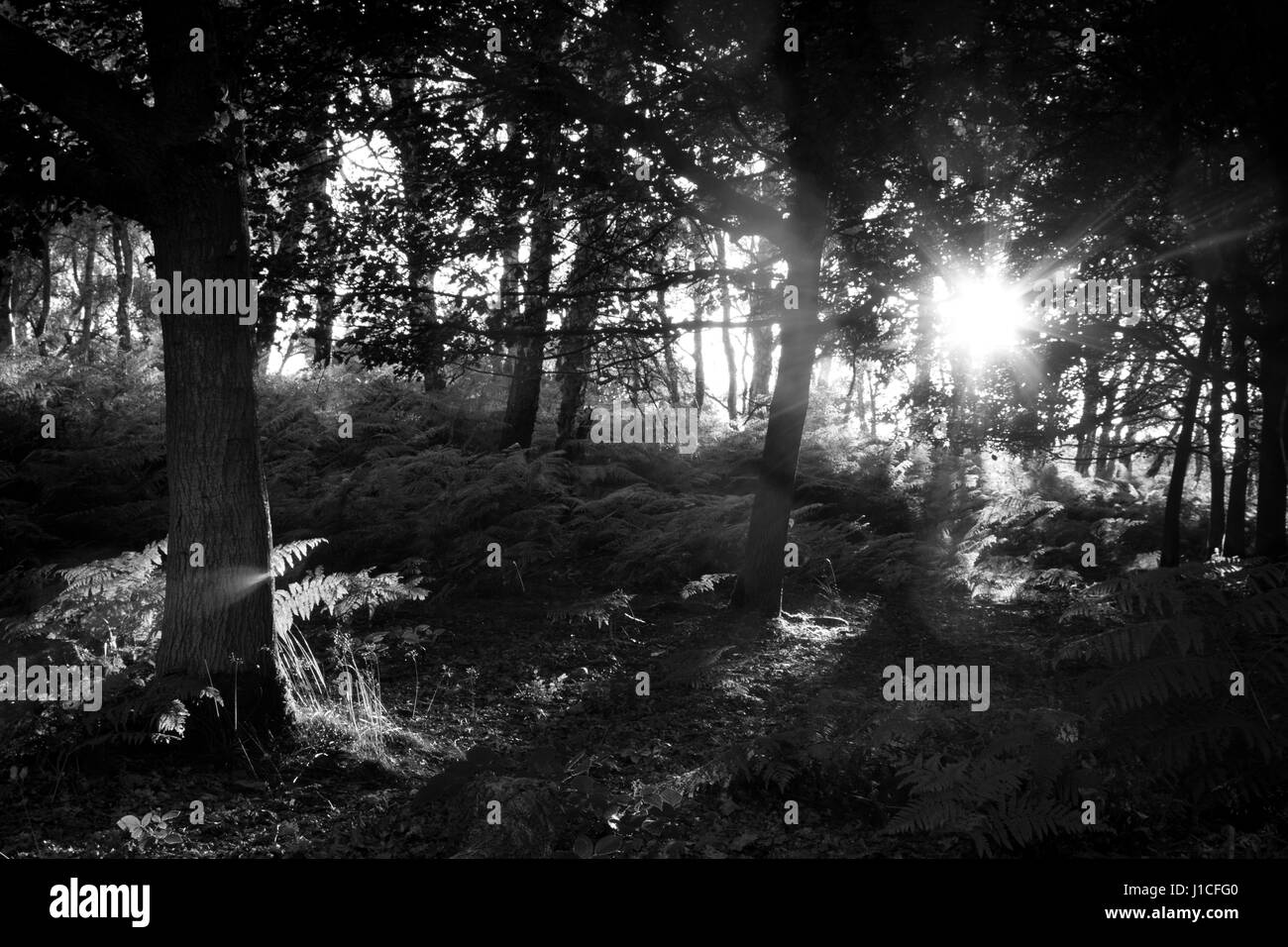 Il tramonto del sole che splende attraverso gli alberi del bosco ceduo Brocton, Cannock Chase, Staffordshire Foto Stock
