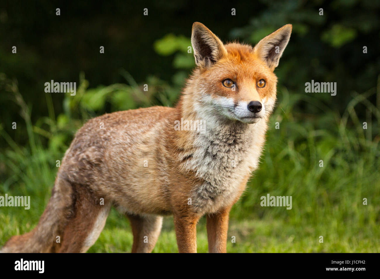 Fox maschio in un campo, British Centro faunistico, Surrey, Regno Unito Foto Stock