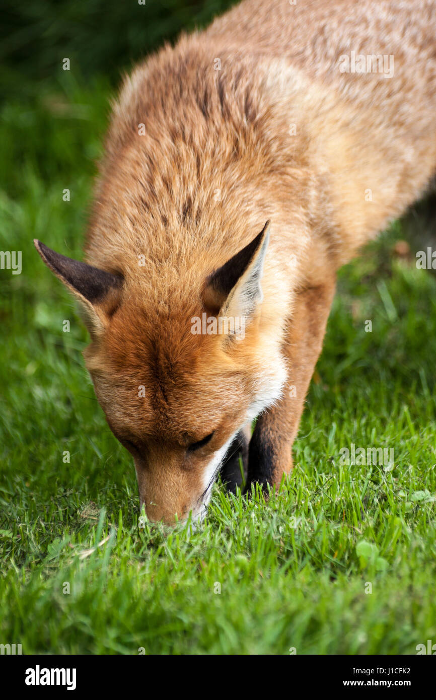 Fox maschio in un campo, British Centro faunistico, Surrey, Regno Unito Foto Stock