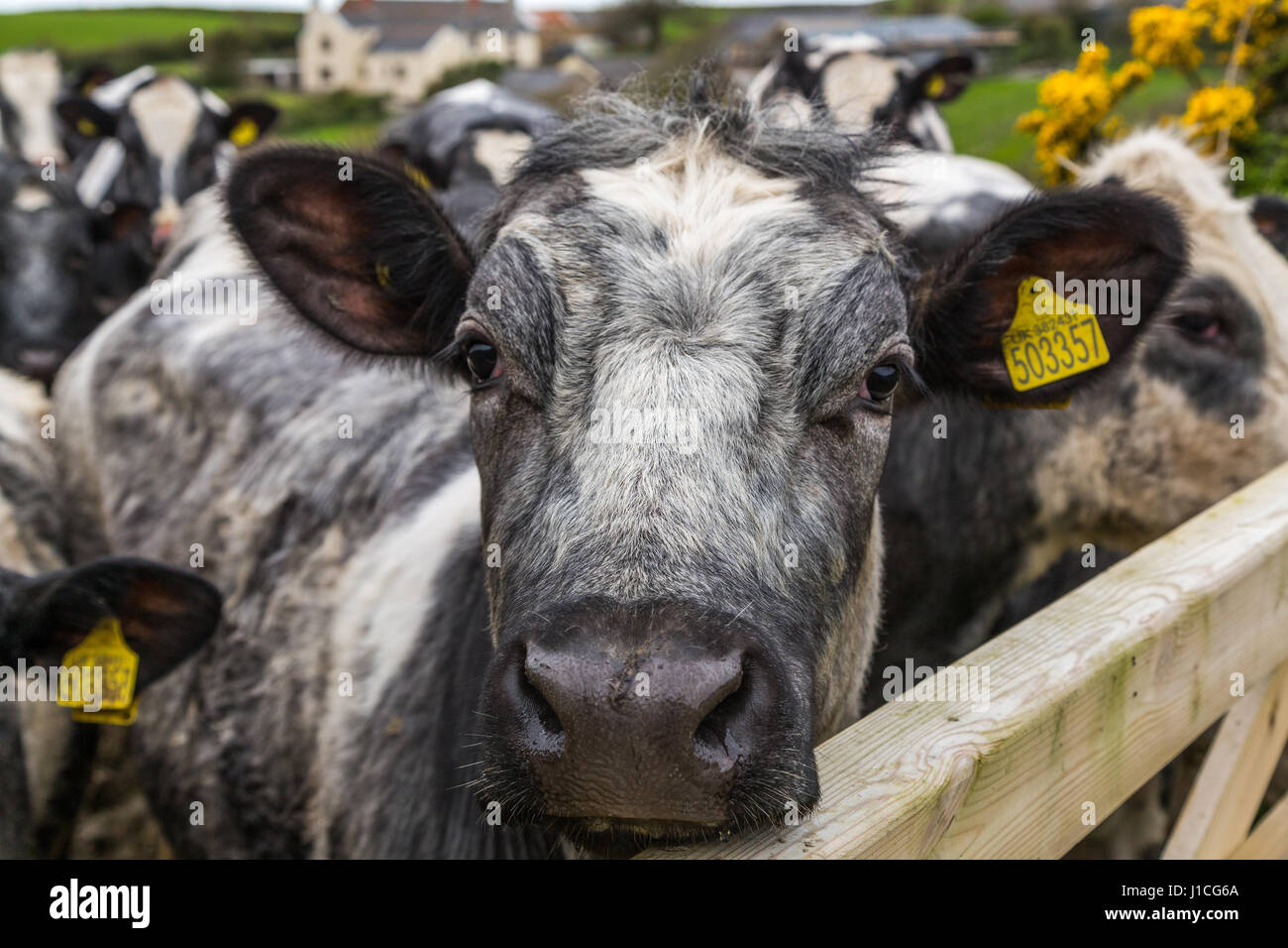Una chiusura di una faccia di mucche in campo guardando la telecamera, Devon, Regno Unito,Inghilterra Foto Stock