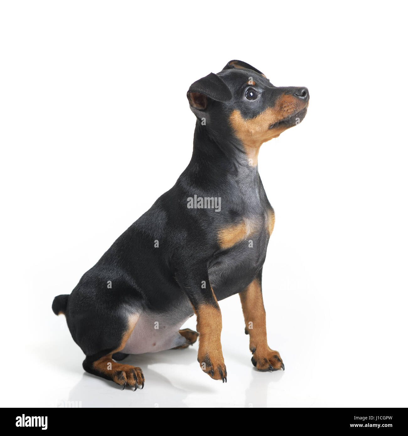 Miniature pinscher cucciolo isolato su sfondo bianco Foto stock - Alamy