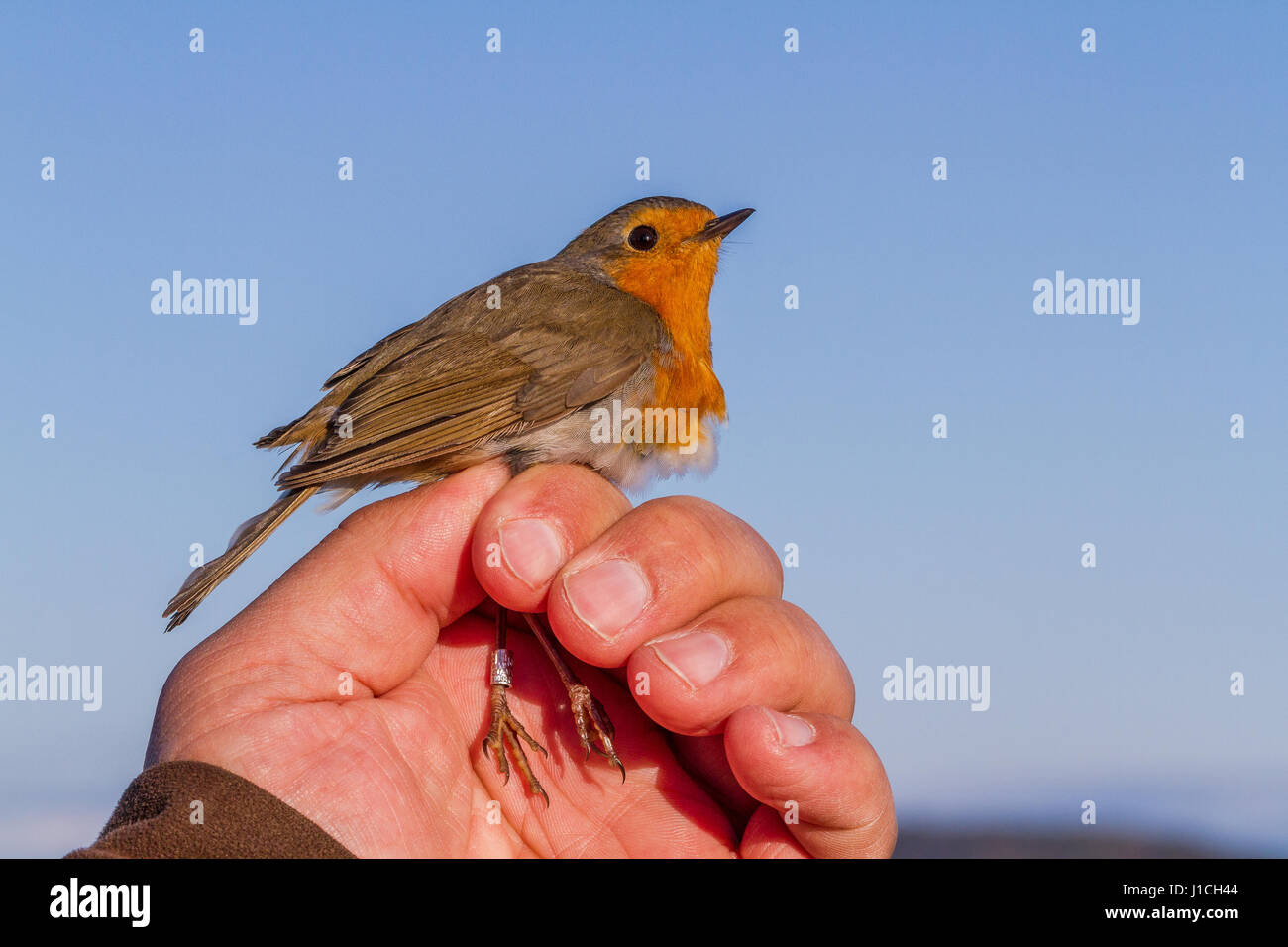 Robin, Erithacus rubecula, uccello è tenuto in una mano womans per lo squillo o bande, in Jomfruland stazione di uccelli in Norvegia Foto Stock