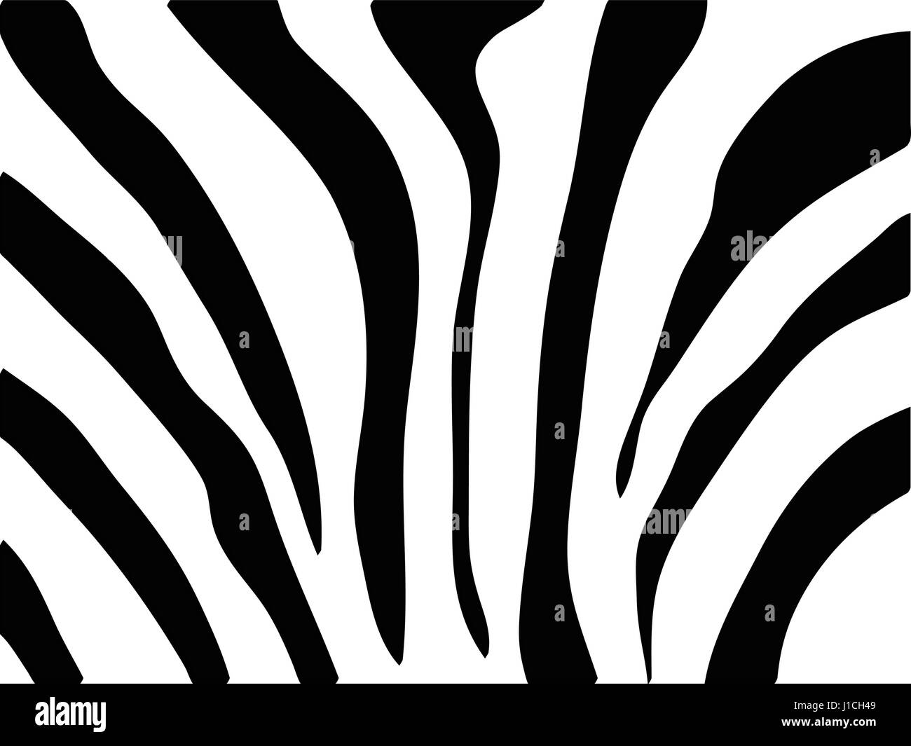 Vector zebra la texture in bianco e nero Illustrazione Vettoriale