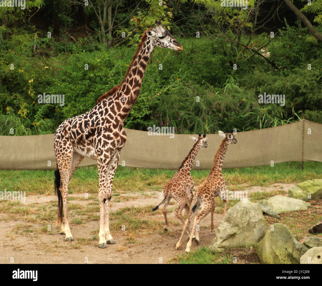 Masai Giraffa con neonati al Cincinnat Zoo Foto Stock