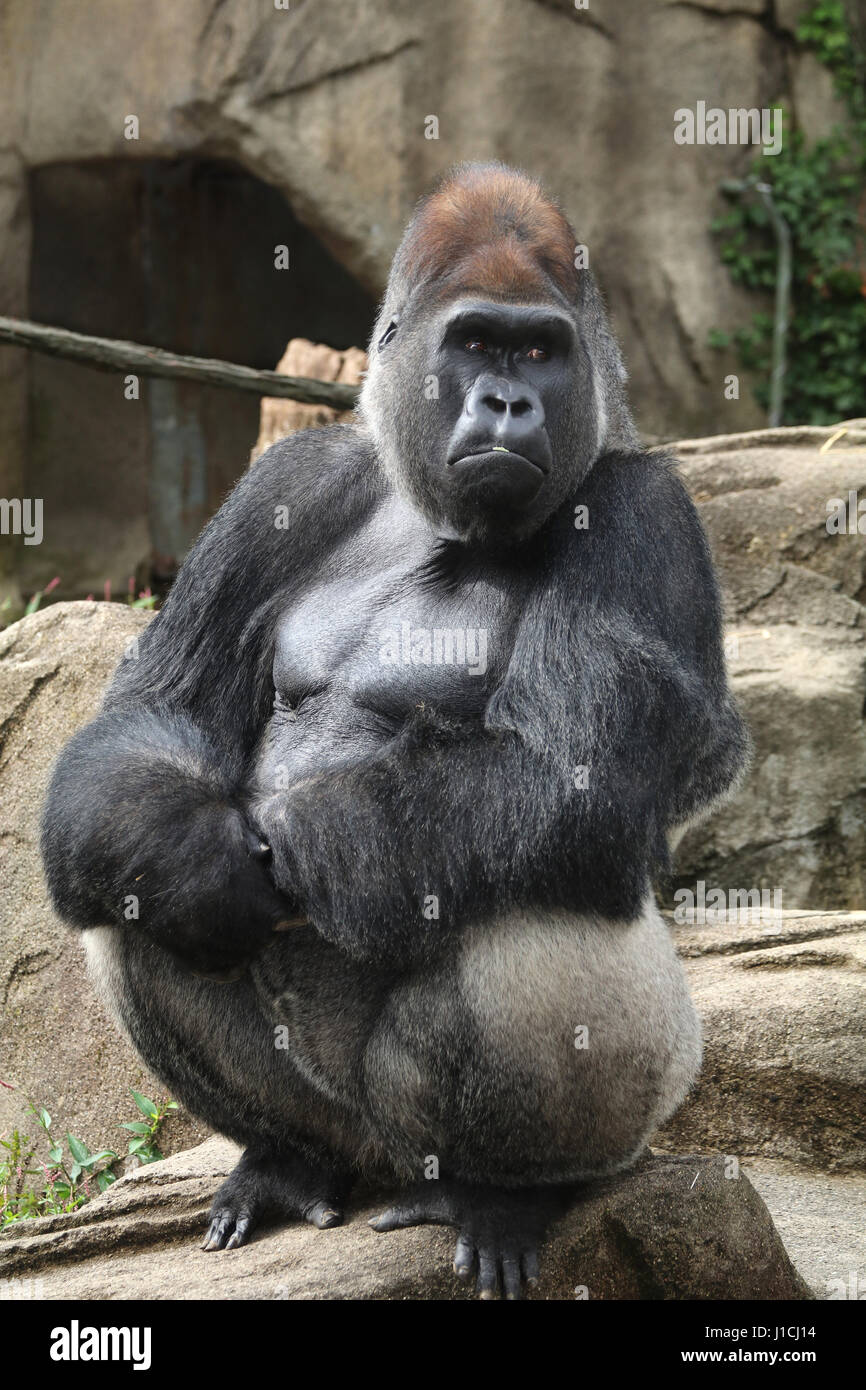 Pianura faccia Gorilla Silverback closeup maschio lo Zoo di Cincinnati, Ohio Foto Stock